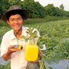 Dịp Tết năm 2007, Đinh Trần Nguyễn bán ra thị trường loại dưa hấu có hình thù mới lạ này với gía 500.000 đồng / cặp.