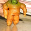 Củ cà rốt có hình giống như nhân vật Buzz Lightyear trong loạt phim hoạt hình Toy Story được phát hiện ở Anh. Ảnh: Solent.
