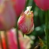 tulip_05