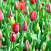 tulip_07