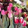 Hoa Tulip được đưa về từ xứ sở ôn đới.