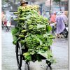 Ra chợ  -  Giải khuyến khích  (Trần thế Phong - Saigon)