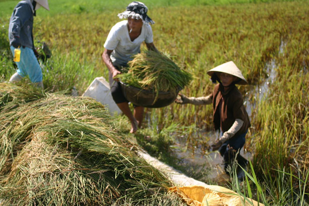 gatlua bangtay