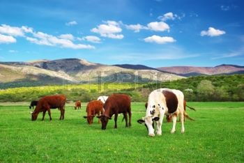 mh-cows