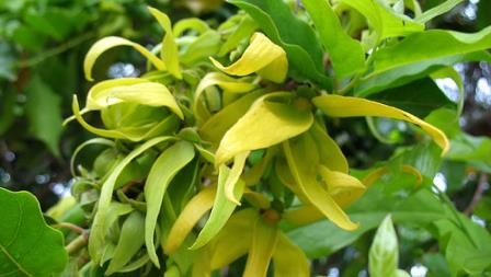 ylang ylang