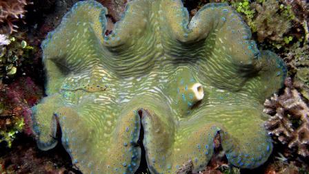 giant clam