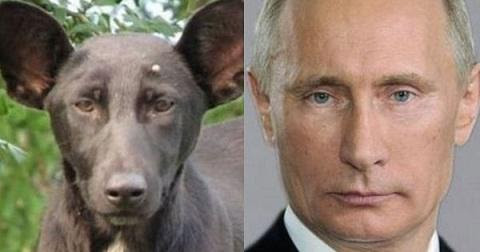 putin -dog