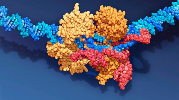 CRISPR Cas9