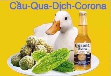 cau qua dịch corona