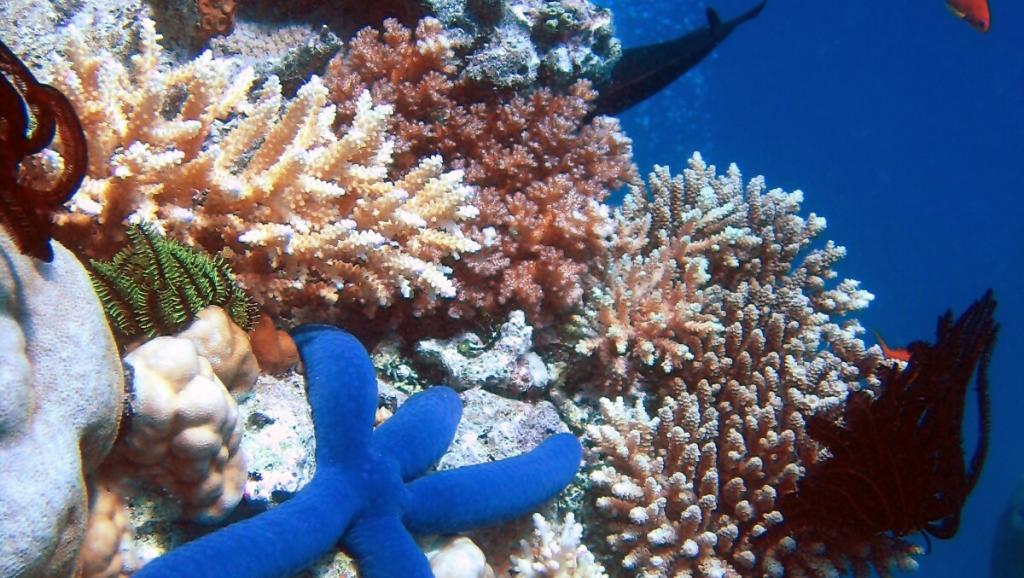 corail nhat ban