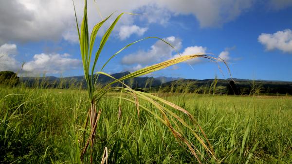 LA REUNION-CANNE A SUCRE