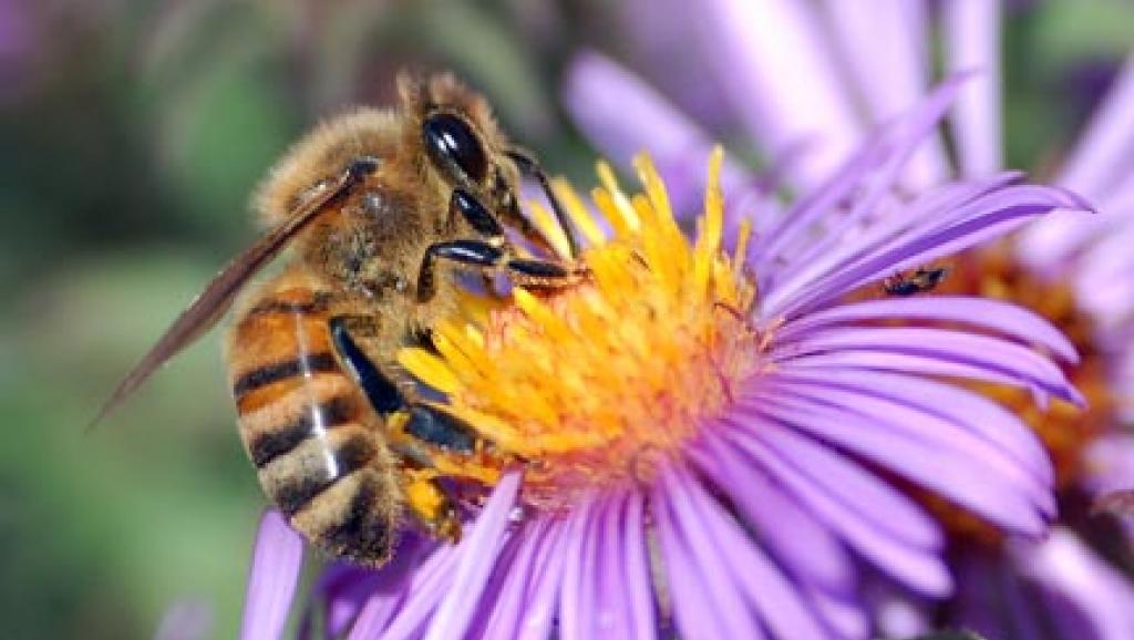 European honey bee extracts