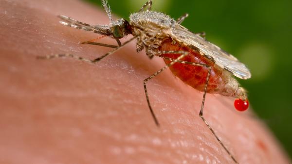 malaria
