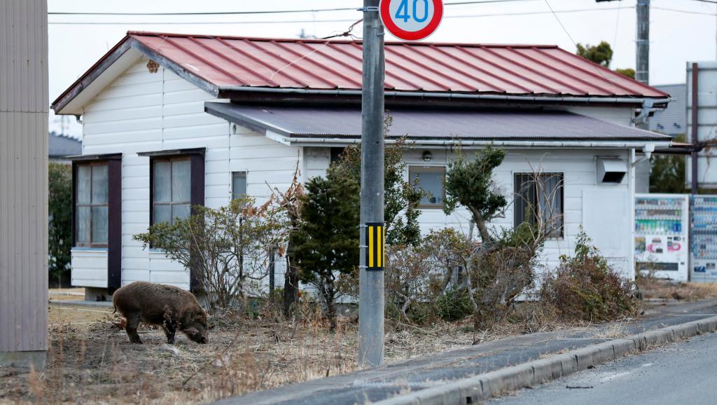 japan-fukushima-wild-boars