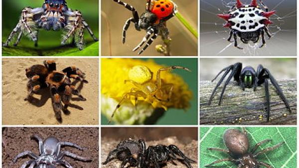 spiders diversity