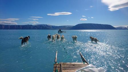 water dogs